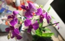 дома dendrobium