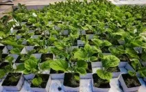 Як виростити баклажани з насіння в домашніх умовах на розсаду виростити