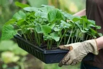 Як виростити баклажани з насіння в домашніх умовах на розсаду умовах