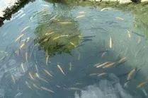 Кастальська купіль у Кабардинці Кастальська
