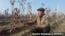 Карликові дерева можуть приносити великі доходи карликові