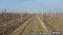 Карликові дерева можуть приносити великі доходи можуть