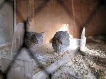 своїми