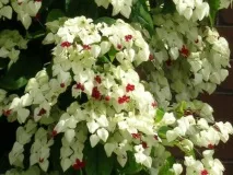 clerodendrum отглеждане