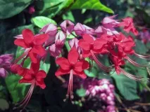отглеждане clerodendrum
