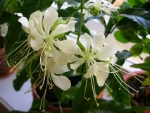 отглеждане clerodendrum