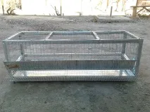 клітини