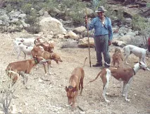 форум podenco