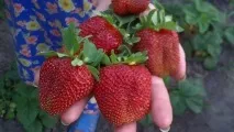 сорту