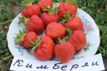 полуниця