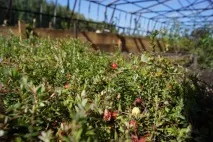 червена боровинка червена боровинка