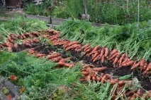 моркови узряване