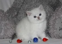 котки котенца