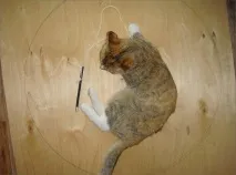 Когтеточка для котів своїми руками, all-he своїми