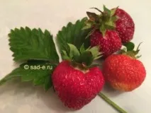 засаждане засаждане