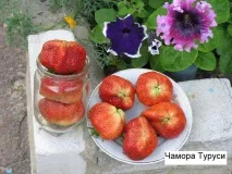 сорту