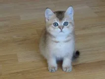 котенца котенца