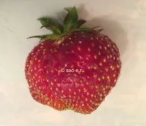 всичко растенията