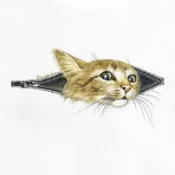 котки