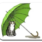 котки