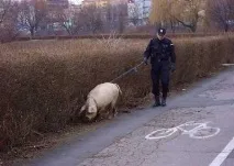 загуби прасето