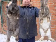 правилния