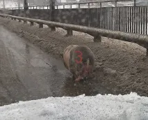 защото прасето сочни пиленца