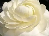 вирощування