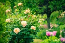 Найкращі розарії світу Rose