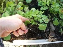 Лютики садові посадка, догляд, розмноження та вирощування садові