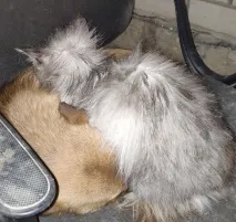 мамо