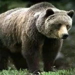мечка кафява мечка