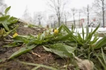 Мати-чи-мачуха Чим «травки» відрізняються від синтетичних ліків, Здорове життя, Здоров’я, травки