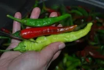 маринован маринован