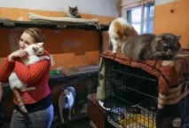 митове приютите