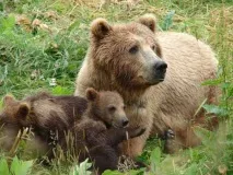 Ведмедиця помстилася за ведмежат його