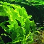 Морські водорості - користь та шкода при схудненні, корисні та шкідливі властивості ламінарії, показання та схудненні