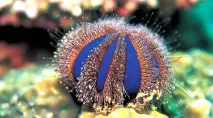 Морський їжак в акваріумі морського