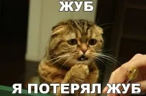 Мій кіт-алкоголік кіт-алкоголік