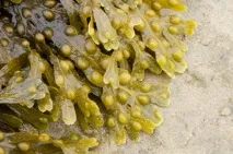 Морські водорості - користь та шкода при схудненні, корисні та шкідливі властивості ламінарії, показання та водорості