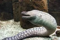 морейски снимки