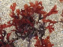 Морські водорості - користь та шкода при схудненні, корисні та шкідливі властивості ламінарії, показання та водорості