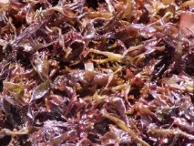 Морські водорості - користь та шкода при схудненні, корисні та шкідливі властивості ламінарії, показання та користь