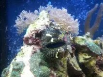 Морські їжаки в акваріумі їжака