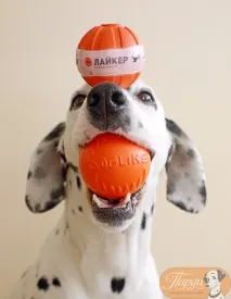 ячиків