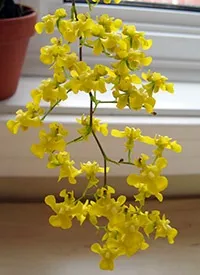 oncidium грижа