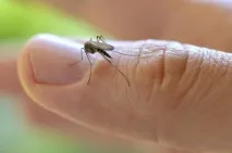 Виявляється, комахи відіграють дуже важливу роль у житті людини. дуже