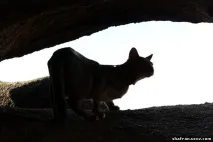 като