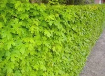 Осіння посадка живоплоту посадка