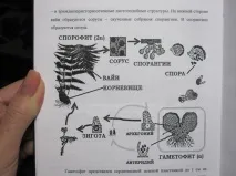 хвощ безполово поколение